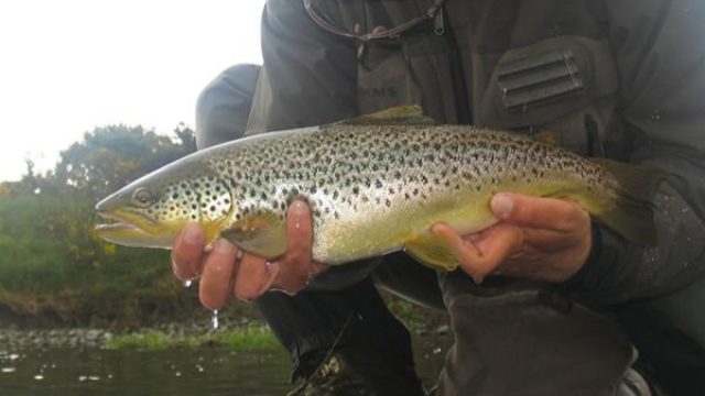 browntrout