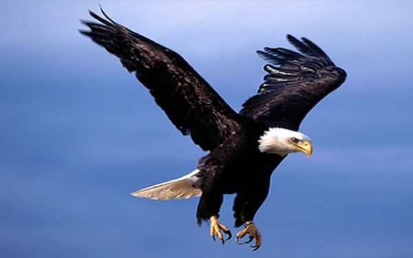 eagles-flying
