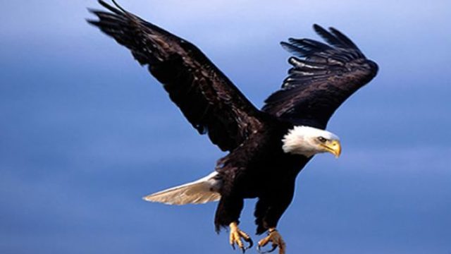 eagles-flying